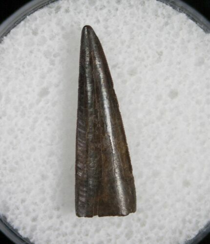 Richardoestesia Raptor Tooth - #7172